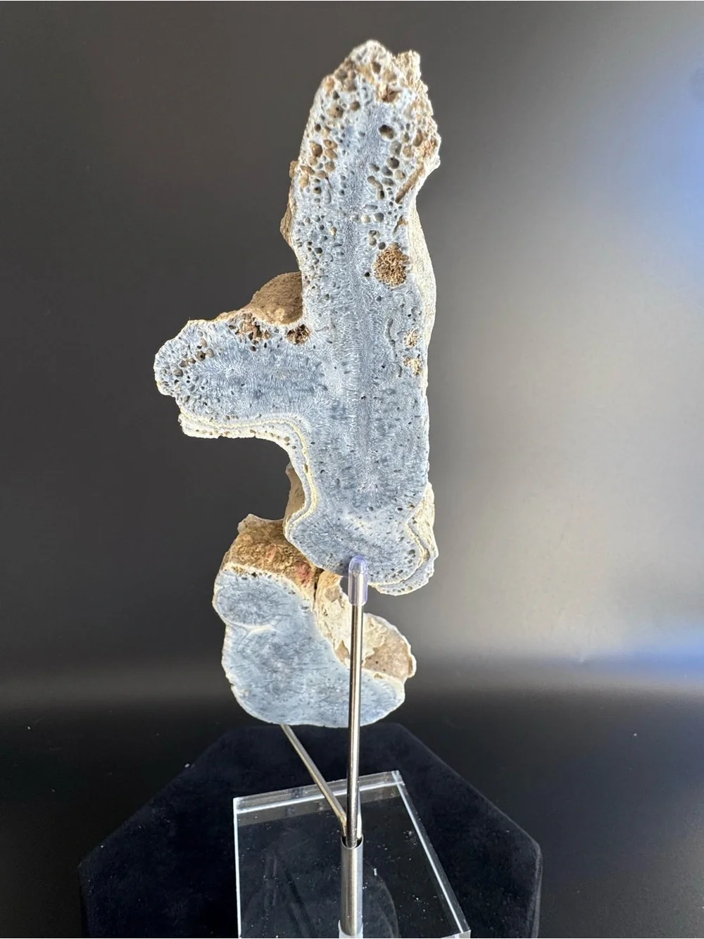 Blue Coral Slice Indo-Pacific
